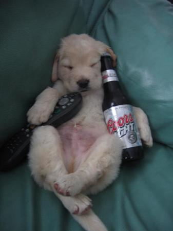 drunken puppy